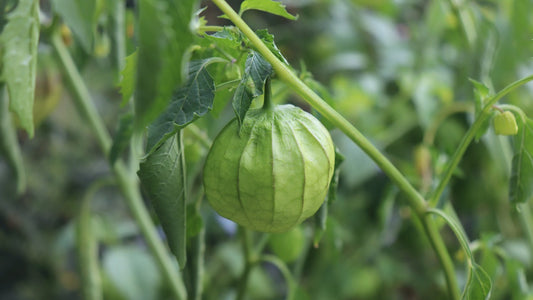 Toma Verde Tomatillo – Garden Vegetable Seeds