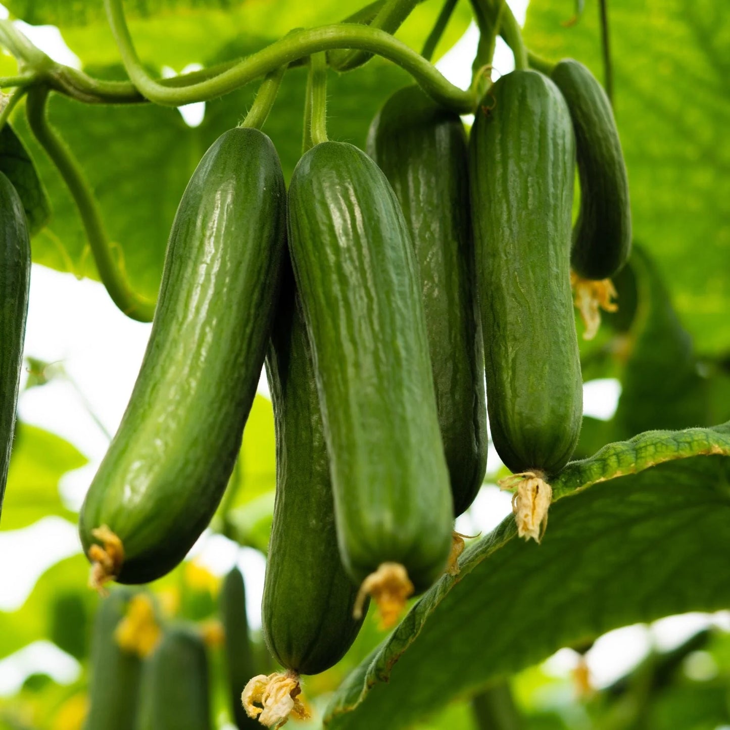 Mini Snack Cucumber Seeds – Compact Plants and Easy Growing