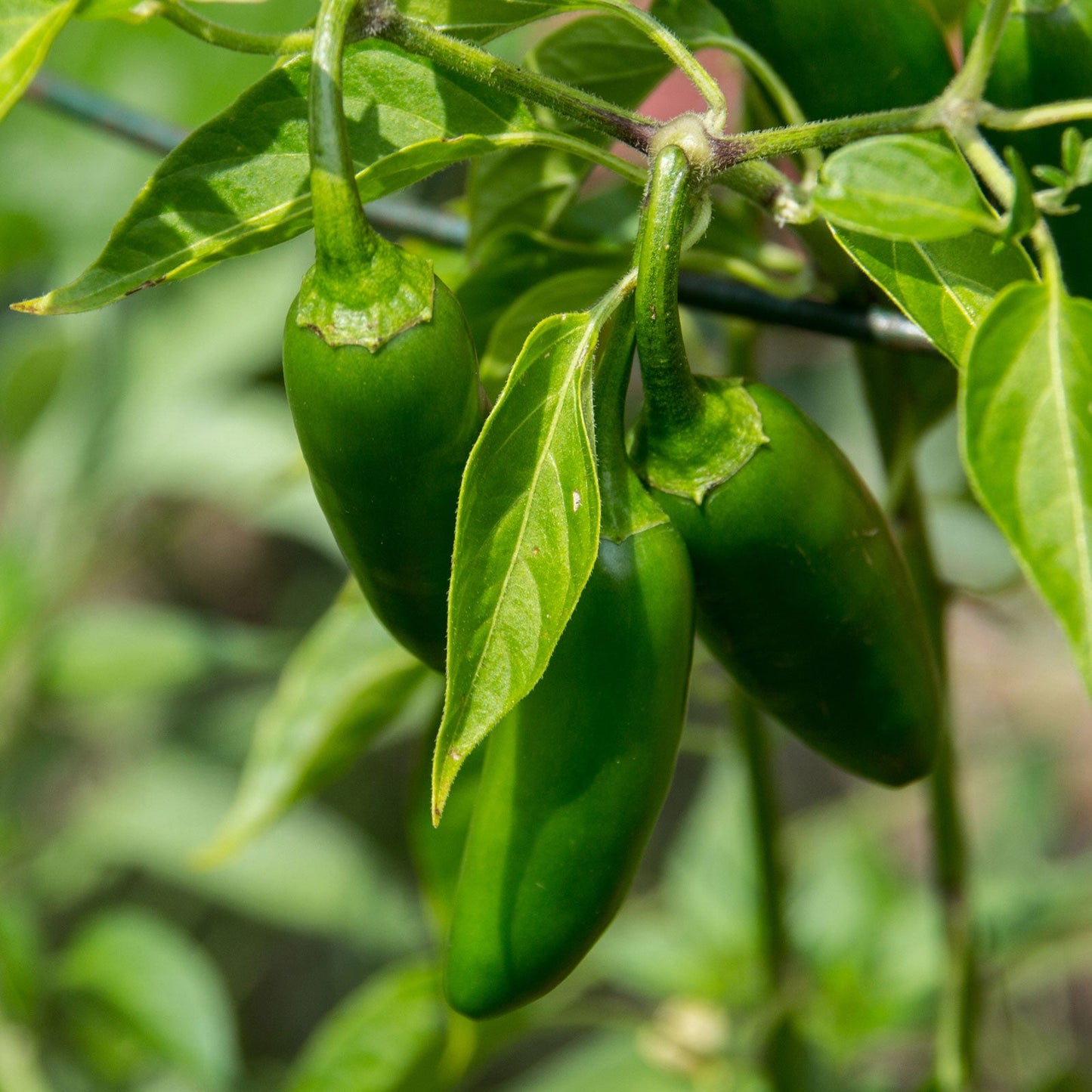Jalapeno Pepper Seeds – Garden Vegetable Seeds