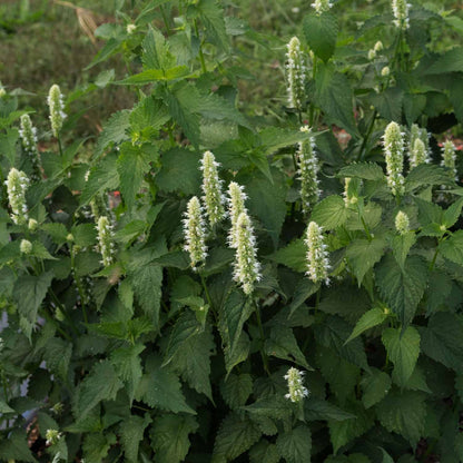 Agastache Giant Hyssop White Agastache Mexicana – Aromatic Perennial Seeds