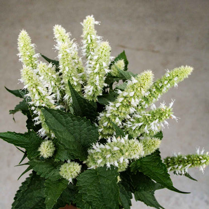 Anise Hyssop Snow White Spike Agastache Foeniculum – Fragrant Herb Garden Seeds