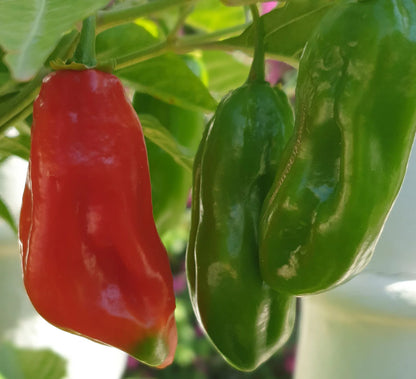Aji Dulce Pepper (Capsicum chinense) Seeds for Planting – Heirloom, Non-GMO, Mild Heat, Easy to Grow, Annual