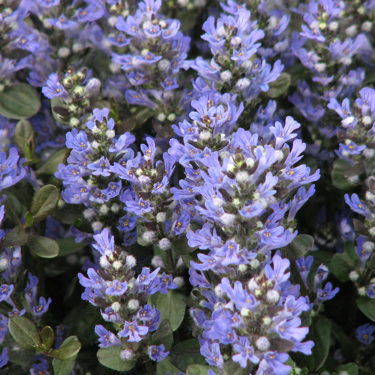 Ajuga Reptans ‘Chocolate Chip’ Ground Cover Seeds for Planting – Heirloom, Non-GMO, Low Maintenance, Perennial, Lawn Alternative