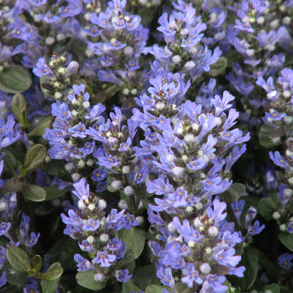 Ajuga Reptans ‘Chocolate Chip’ Ground Cover Seeds for Planting – Heirloom, Non-GMO, Low Maintenance, Perennial, Lawn Alternative