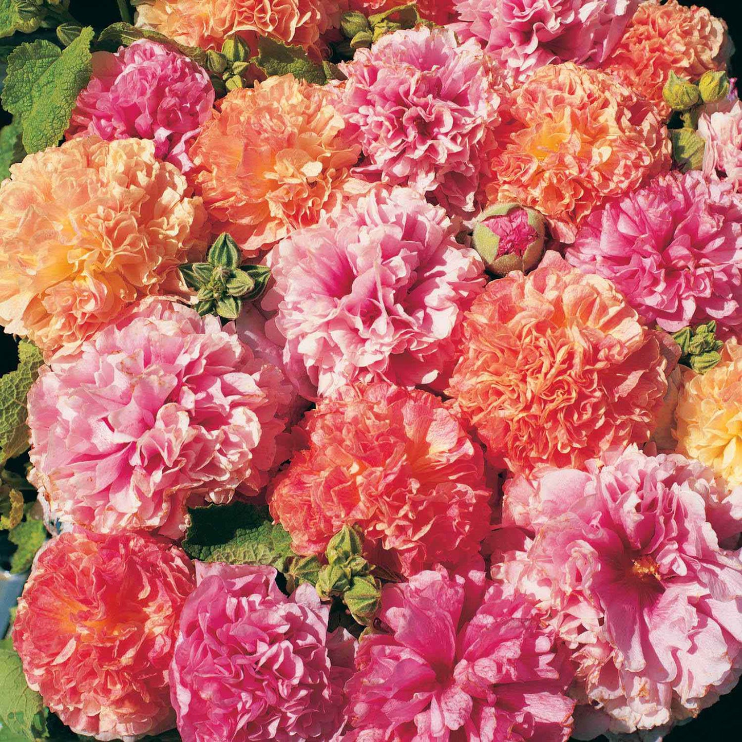 Alcea Double Hollyhock – Mixed, Perennial Fruit Seeds
