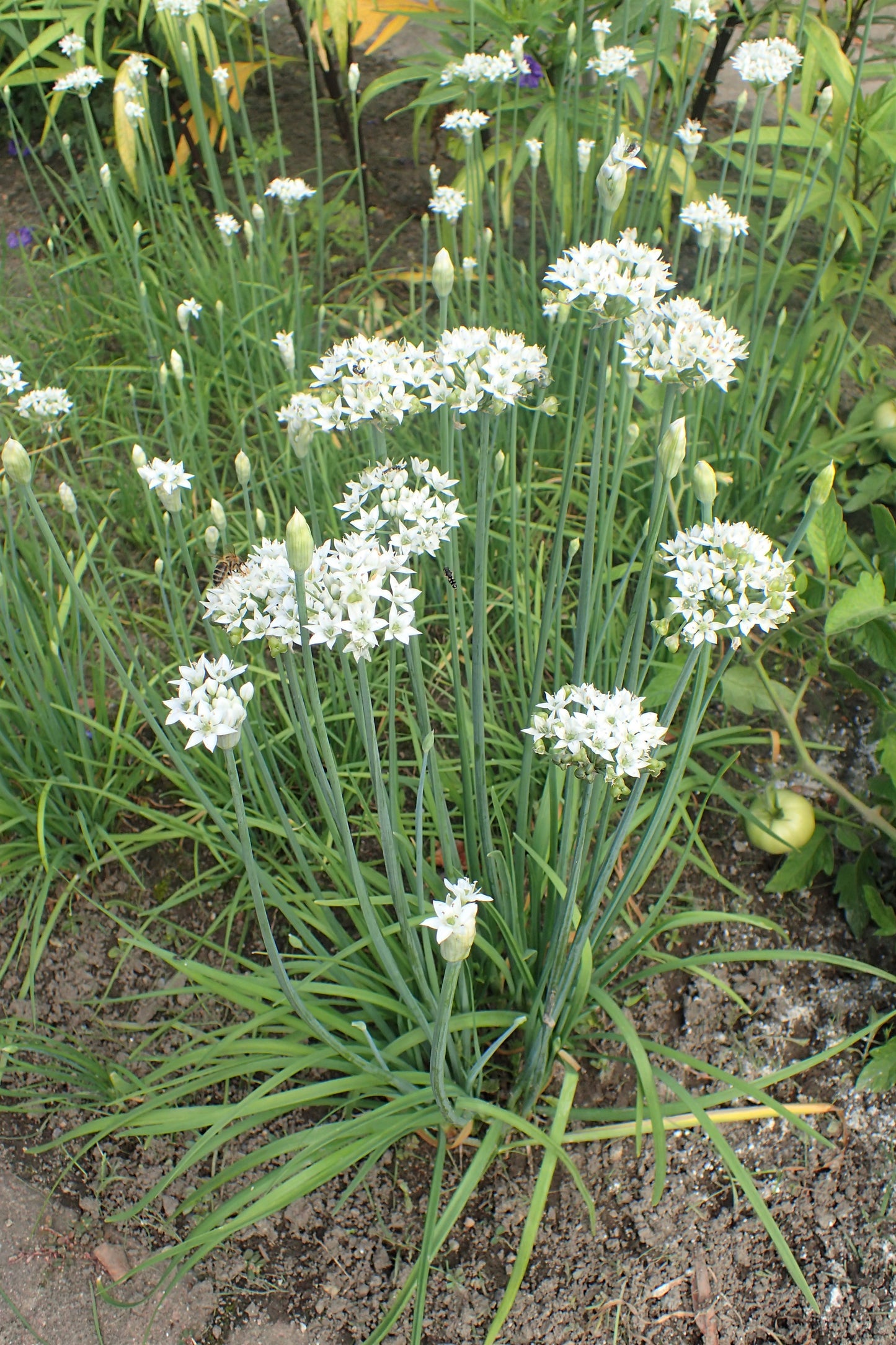 Garlic Chive Herb – Garden Herb Seeds