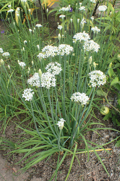 Garlic Chive Herb – Garden Herb Seeds