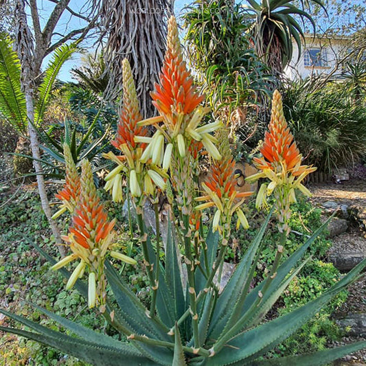 Aloe Wickensii Aloe Cryptopoda – Hardy Succulent Garden Seeds