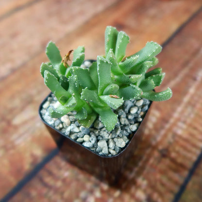 Aloinopsis Setifera – Succulent Flower Seeds
