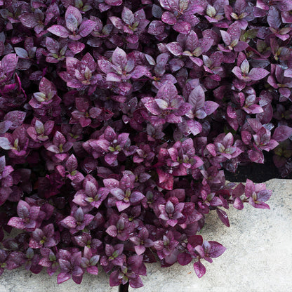 Alternanthera Alternanthera Brasiliana – Purple Knight Garden Seeds