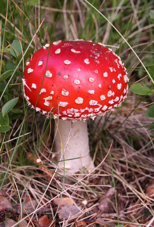 Fresh Gourmet Mushroom for Home Growing