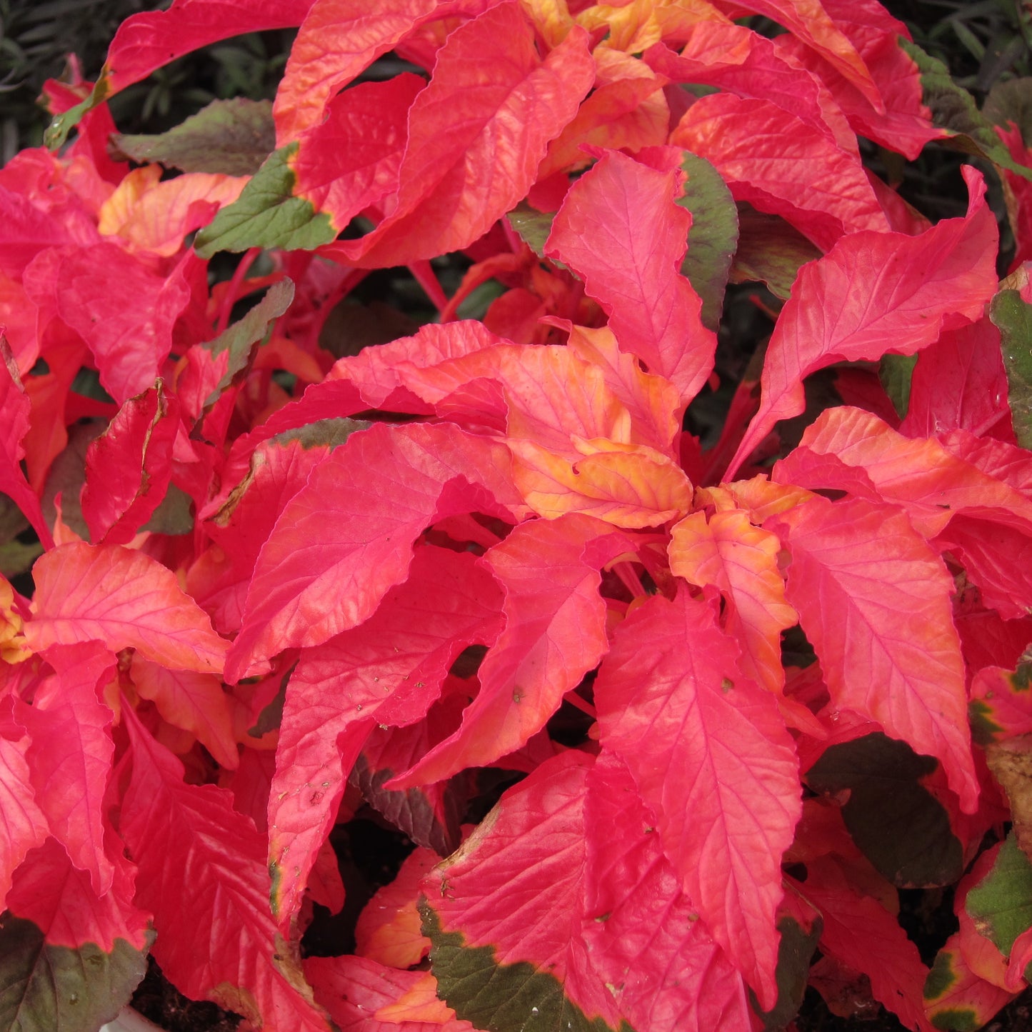 Carnival Amaranthus Flower – Annual Flower Seeds