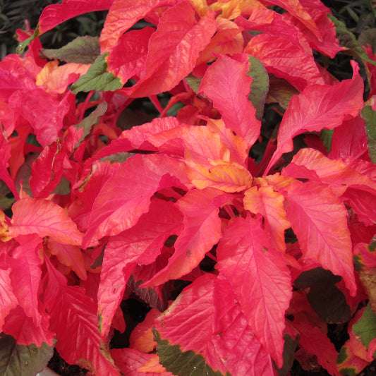 Carnival Amaranthus Flower – Annual Flower Seeds