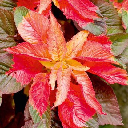 Carnival Amaranthus Flower – Annual Flower Seeds