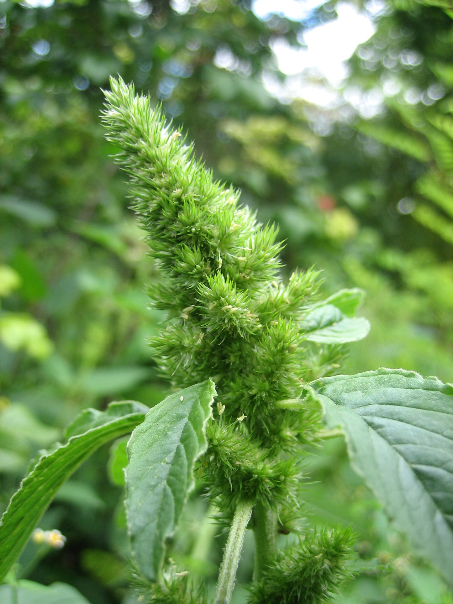Red Root Pigweed Amaranthus Retroflexus – Edible Herb Seeds