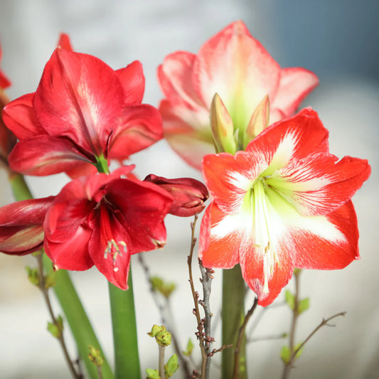 Mixed Amaryllis Hippeastrum – Colorful Garden Flower Seeds