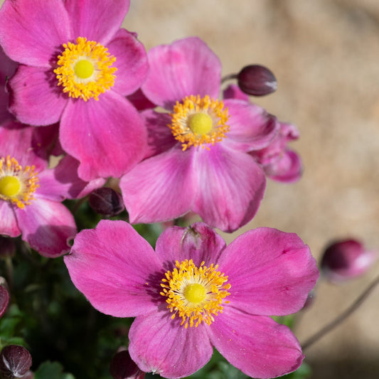 Anemone Deep Rose – Perennial Flower Seeds