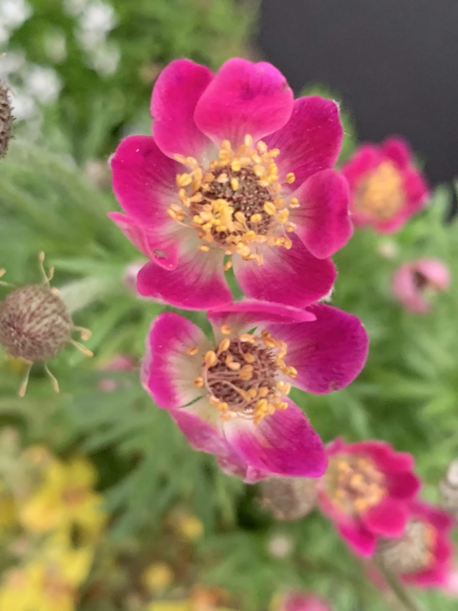 Anemone Anemone Multifida Rubra – Red Garden Flower Seeds