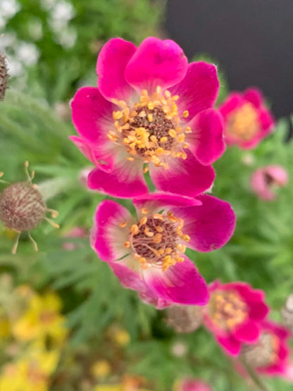 Anemone Anemone Multifida Rubra – Red Garden Flower Seeds