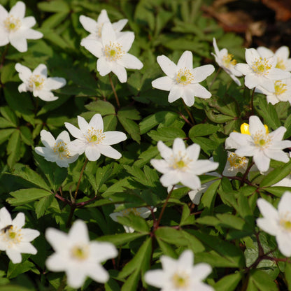 Wild Woodland Flower Seeds for Planting – Heirloom, Non-GMO, Shade-Tolerant Forest Blend