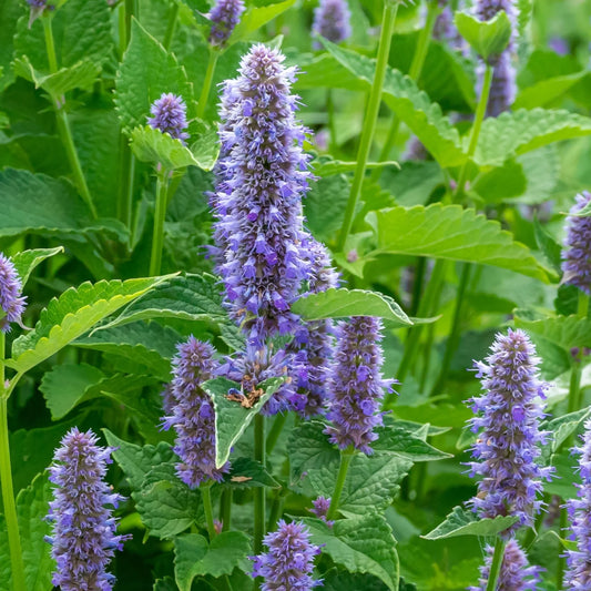 Anise Hyssop Blue Spike Agastache Foeniculum – Aromatic Herb Garden Seeds