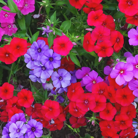 Mixed Annual Phlox – Colorful Wildflower Garden Seeds