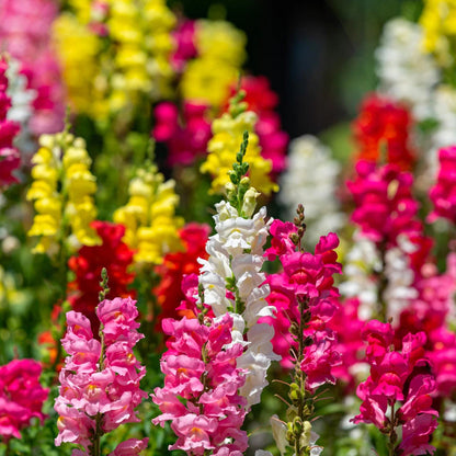 Snapdragon Antirrhinum Montego – Garden Flower Seeds