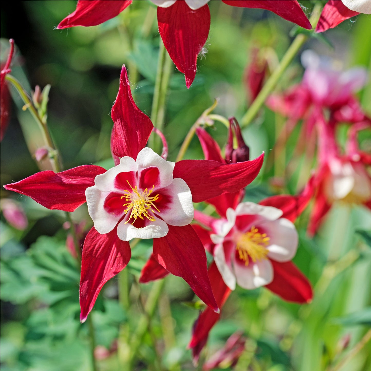Red and White Aquilegia Flower – Perennial Flower Seeds