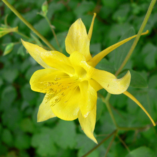 Coral Yellow Aquilegia – Perennial Flower Seeds