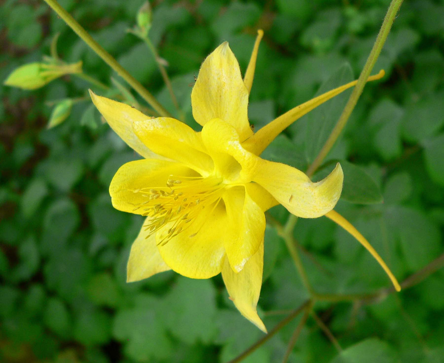 Yellow Aquilegia Flower – Perennial Flower Seeds