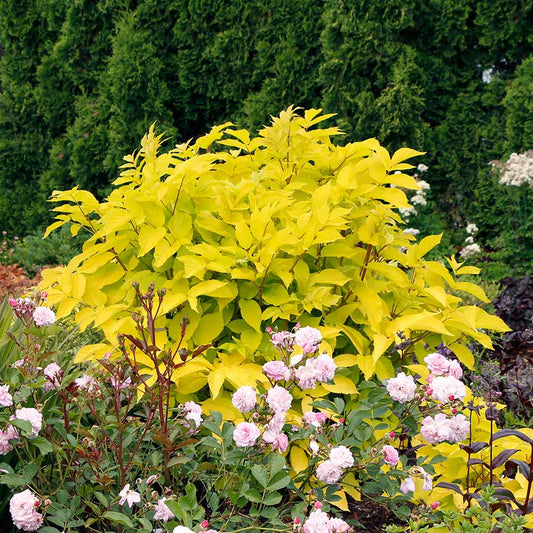 Japanese Udo Seeds Aralia Cordata Hardy Perennial Mountain Asparagus, Edible Shade Vegetable
