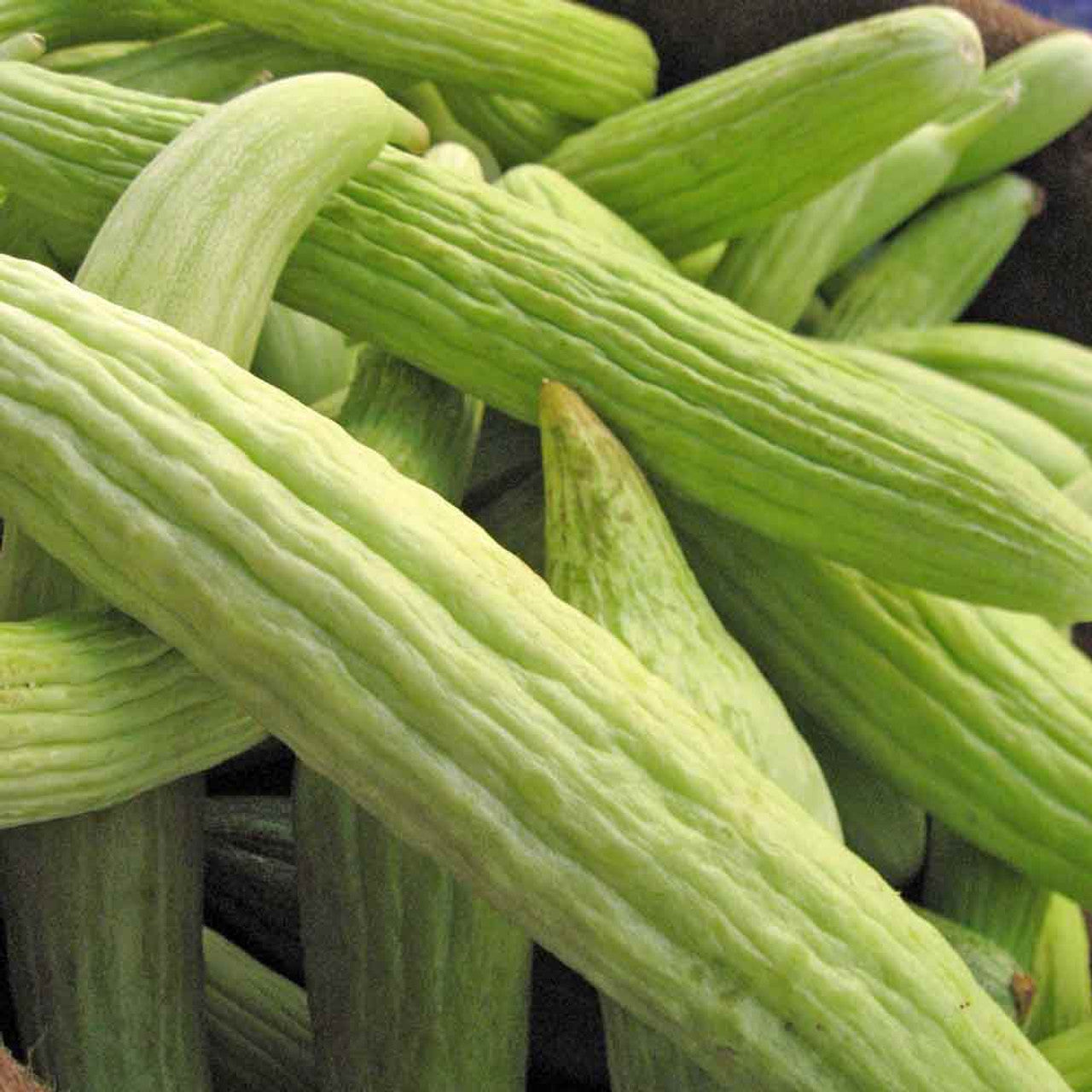 Cucumber Armenian Yard-Long Seeds – Long Ribbed Fruits, Heat Tolerant Variety