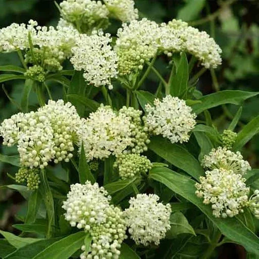 Butterfly Weed White Asclepias Incarnata – Pollinator-Friendly Flower Seeds