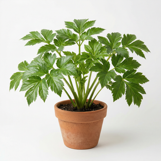 Tomorrow’s Leaf Ashitaba Seeds Fresh, Tested Angelica Keiskei for Organic Gardens