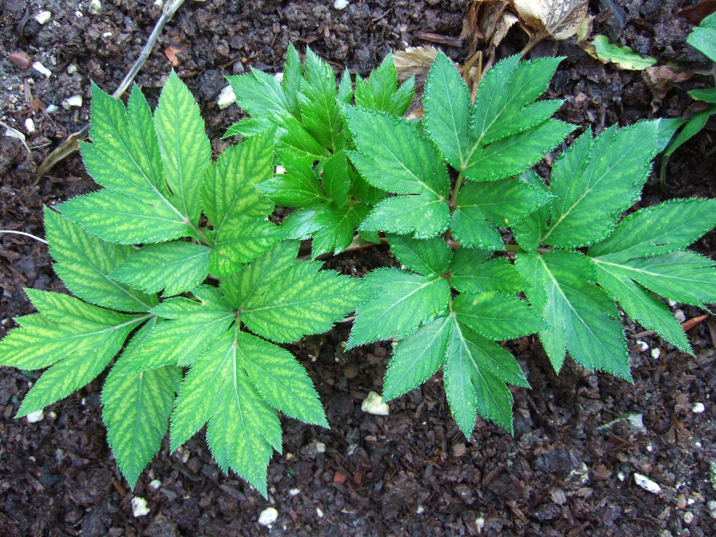 Ashitaba Seeds – Angelica Keiskei Japanese Herb Planting Seeds