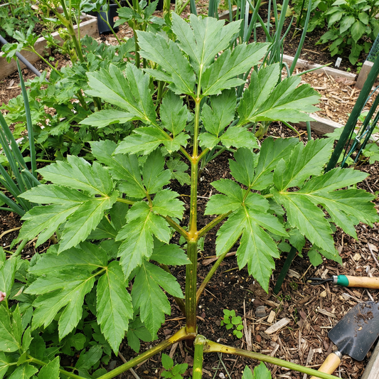 Ashitaba Seeds Tomorrow’s Leaf Angelica Keiskei Organic Herb Seeds