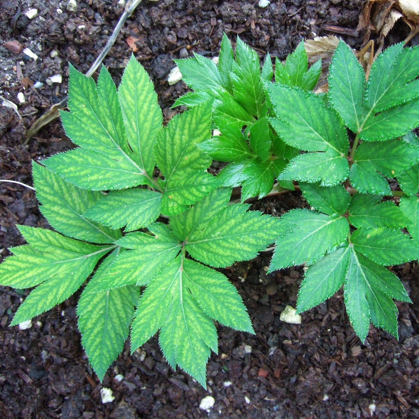 Ashitaba Seeds Angelica Keiskei Japanese Longevity Herb Nutritious & Easy-to-Grow Plant