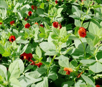 Asparagus Pea Lotus Tetragonolobus – Hardy Vegetable Seeds