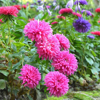 Wildflower Mix Pink – Seasonal Garden Flower Seeds
