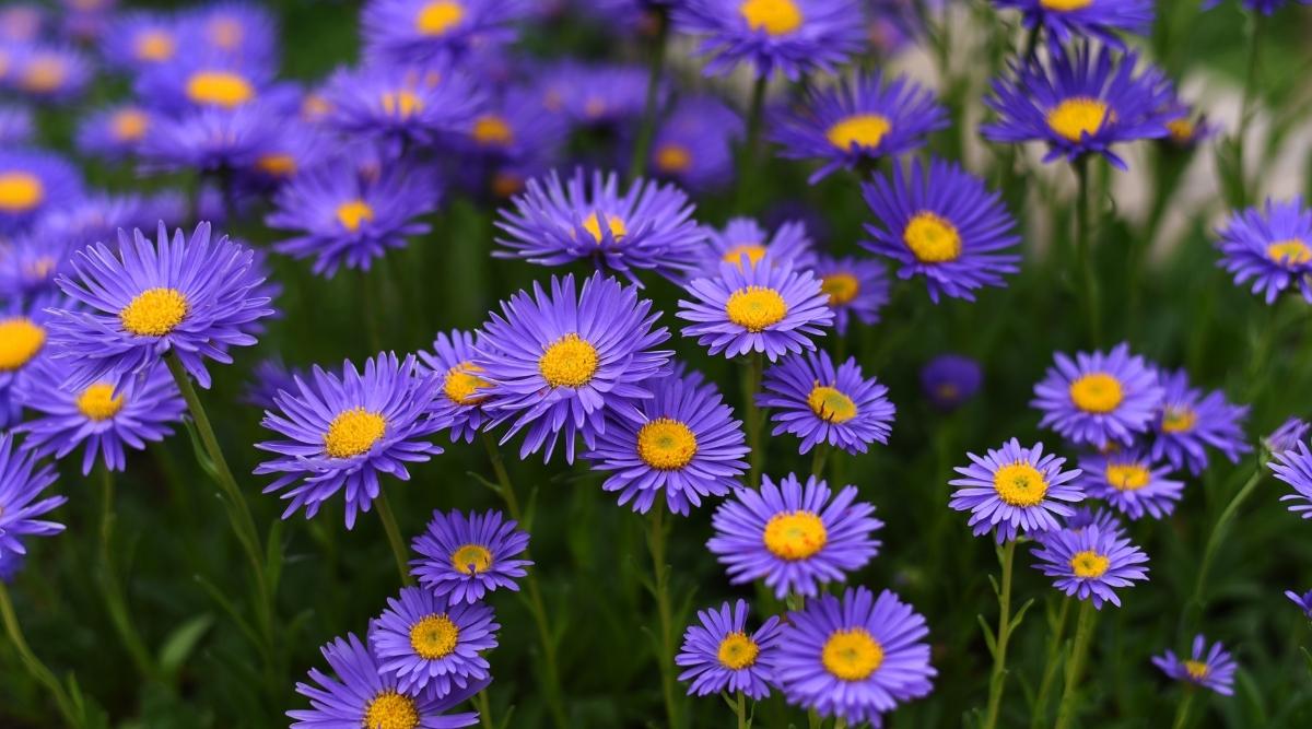 Aster Alpine Blue Aster Alpinus – Colorful Garden Flower Seeds