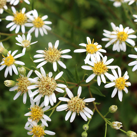 Flat Topped Aster – Perennial Wildflower Garden Seeds