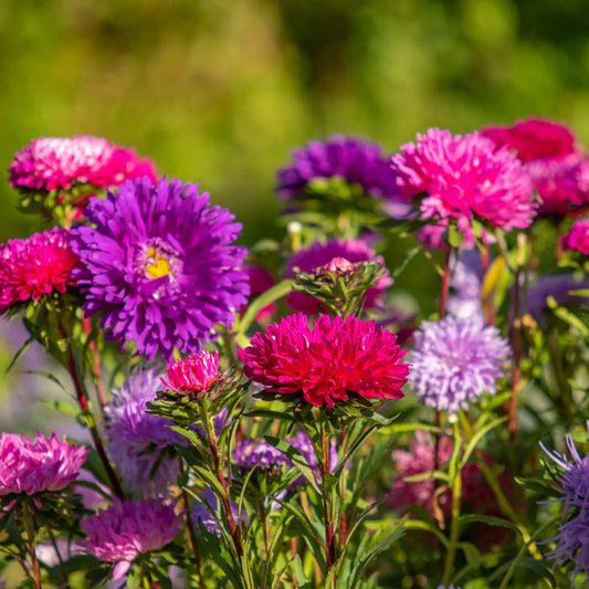 Heath Aster Wildflower – Colorful Garden Flower Seeds