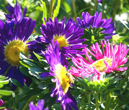 Aster Callistephus Chinensis – Pompon Hinomaru Flower Seeds