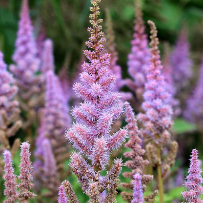 Astilbe Astilbe Chinensis – Chinese Pumila Garden Flower Seeds