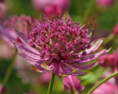 Astrantia Astrantia Major – Masterwort Purple Flower Seeds
