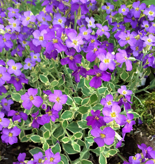 Aubrieta Aubrieta Hybrida Superbissima – Cascade Blue Garden Flower Seeds
