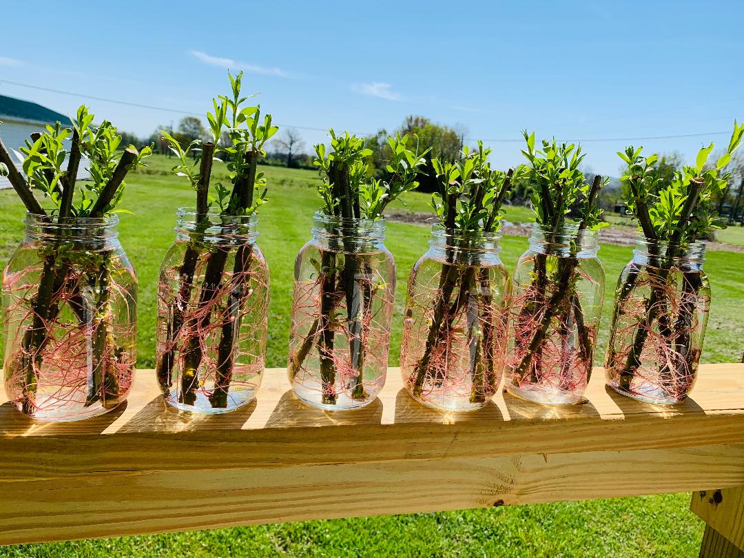 Hybrid Willow Austree Privacy Salix Tree Cutting Fast W Instructions Start