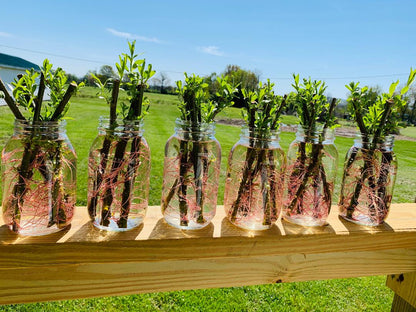 Hybrid Willow Austree Privacy Salix Tree Cutting Fast W Instructions Start