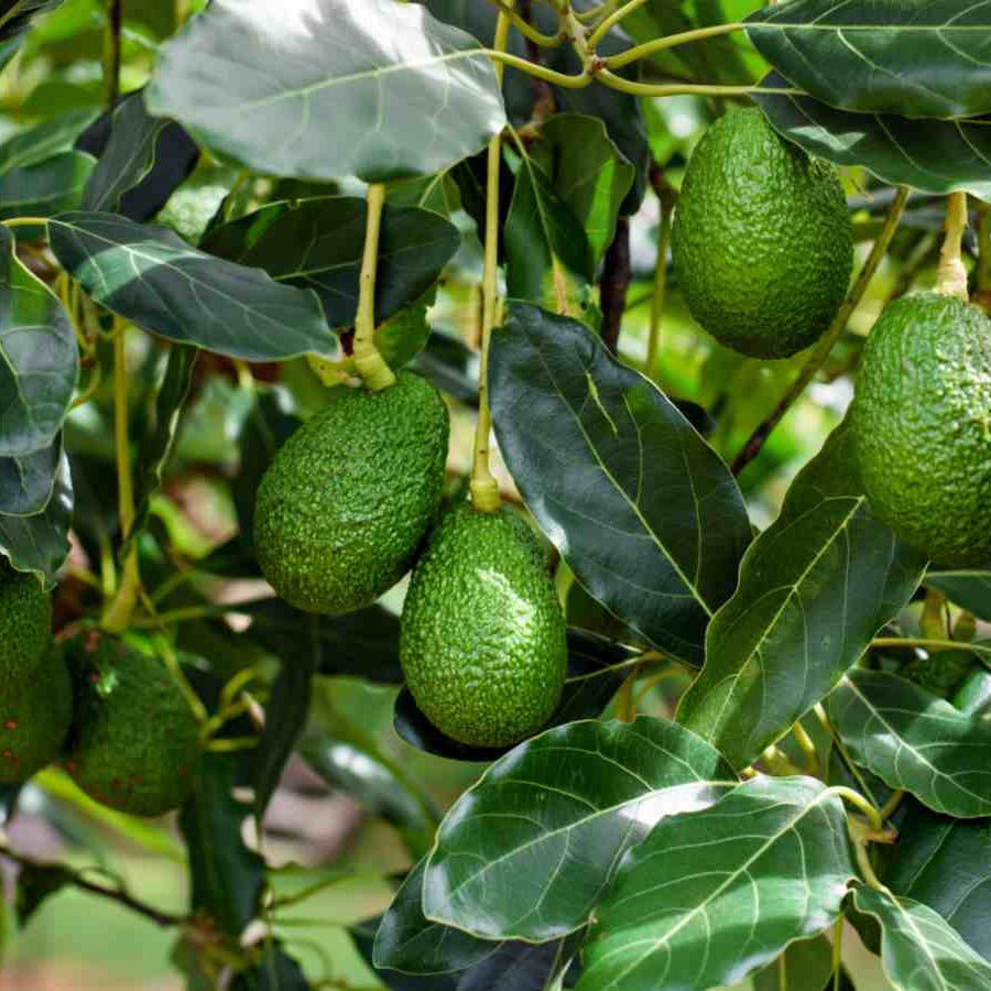 Blas Avocado – Black Avocado Fruit Tree Seeds
