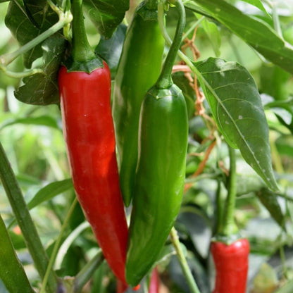 Serrano Chili Seeds – Garden Vegetable Seeds